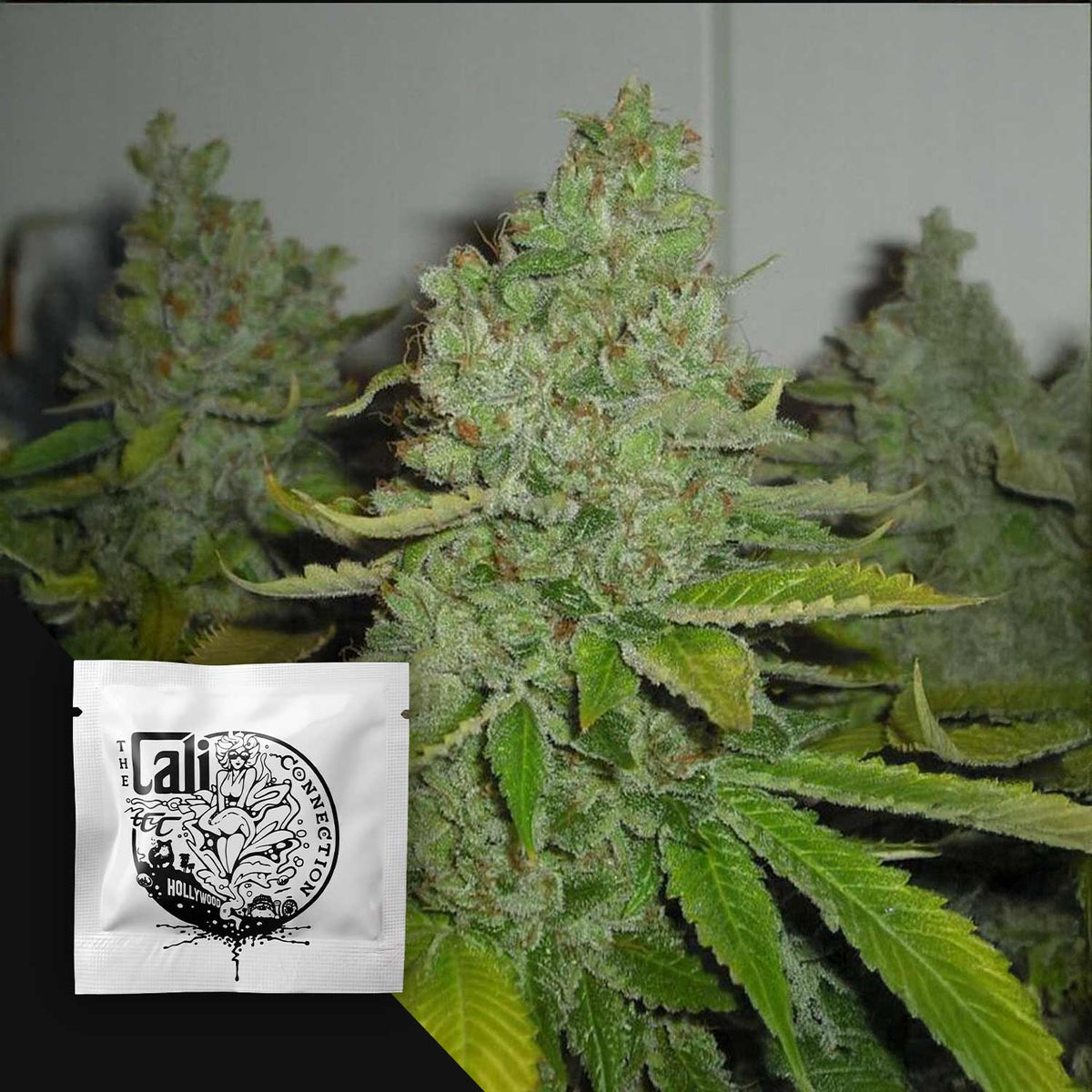 Cali Connection - SFV OG Kush – 6 Samen