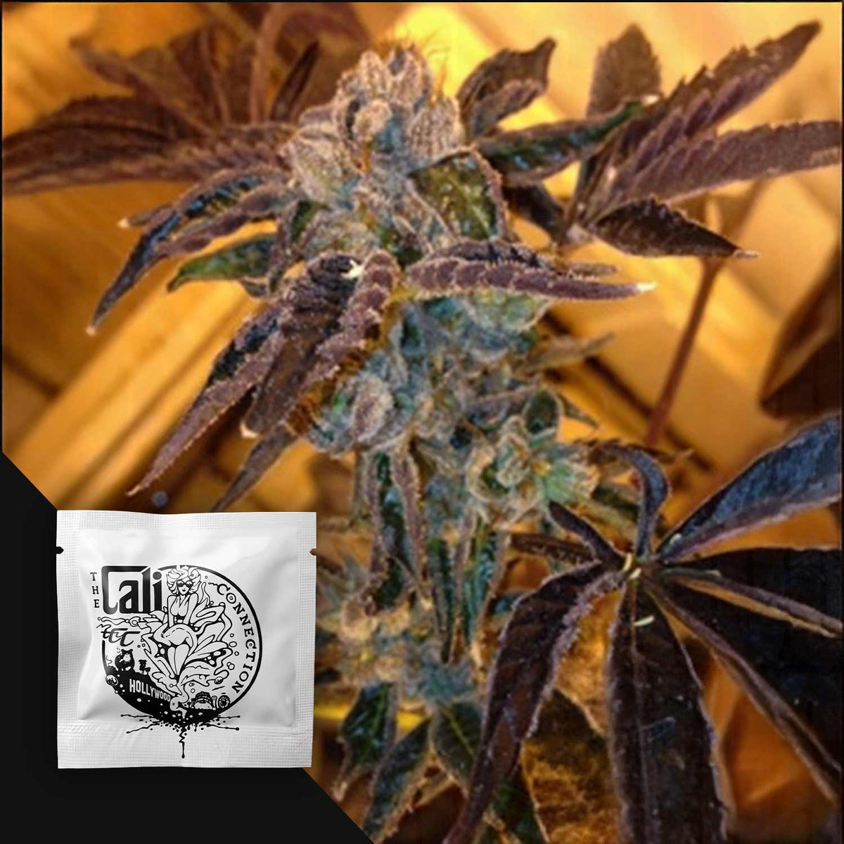 Cali Connection - Tahoe OG Kush – 6 Samen