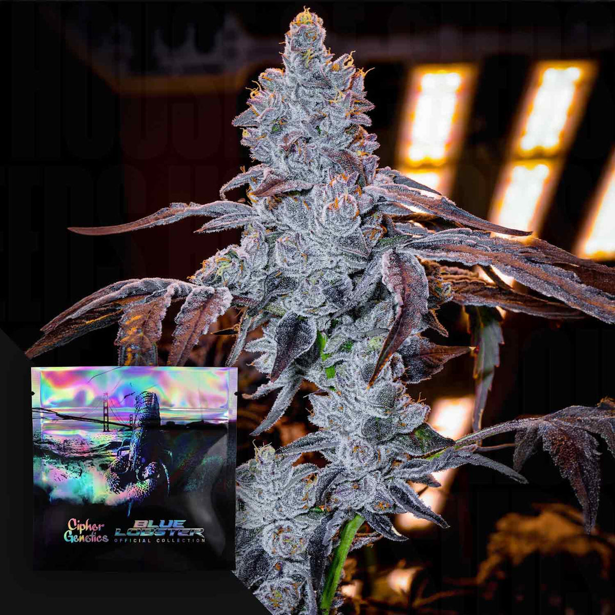 Cipher Genetics - Apple Lobster