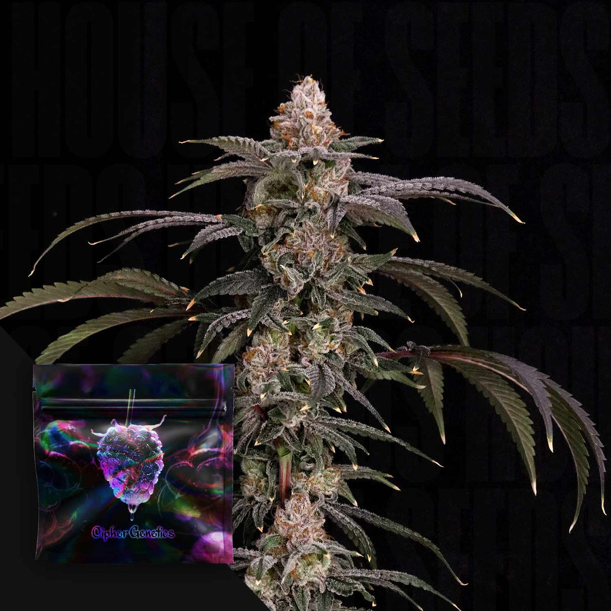 Cipher Genetics - Black Beretta