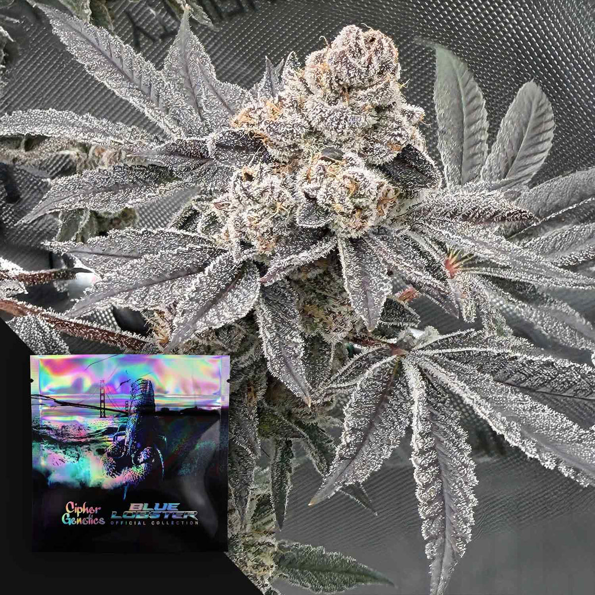 Cipher Genetics - Blueberry Banana Lobster (BBL)