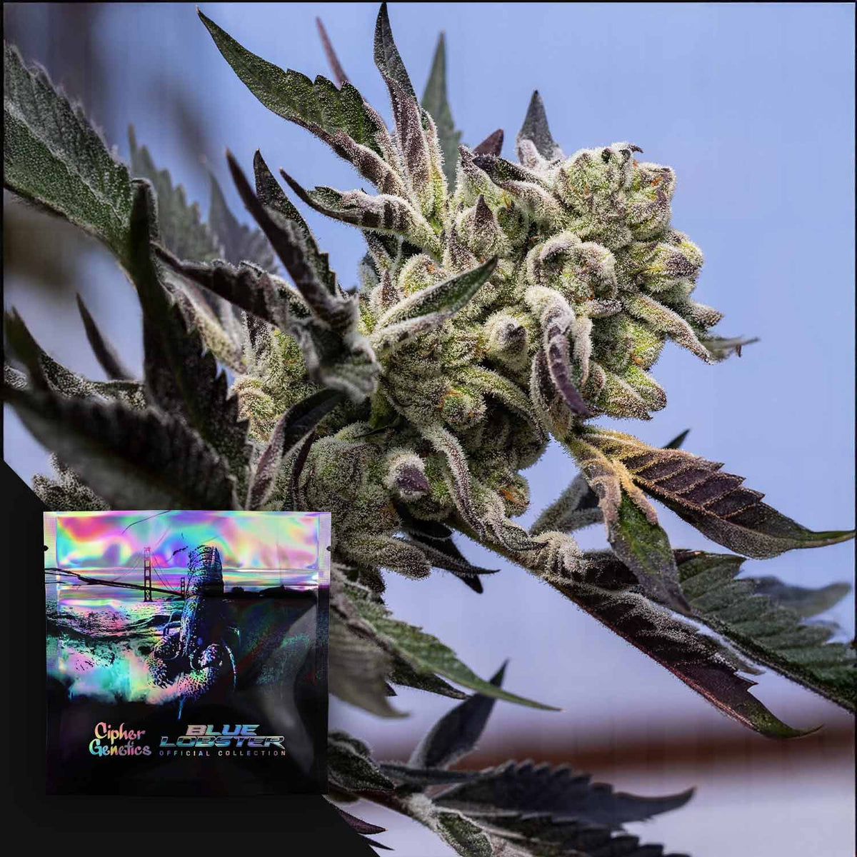 Cipher Genetics - Blueberry Lobster