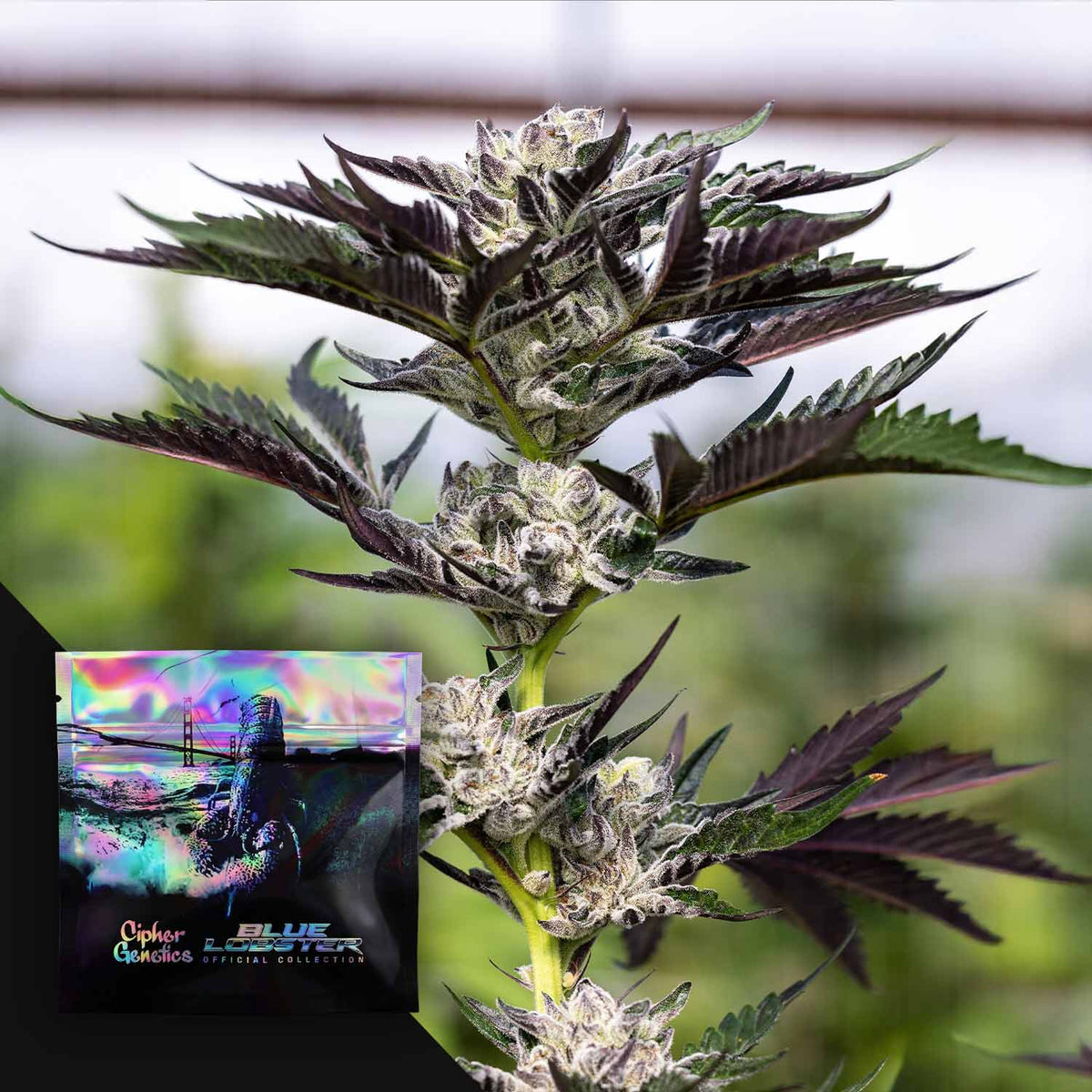 Cipher Genetics - Crusher Claw