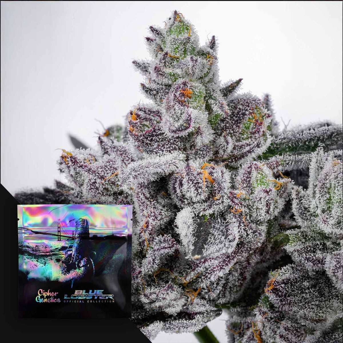Cipher Genetics - Cotton Candy Lobster