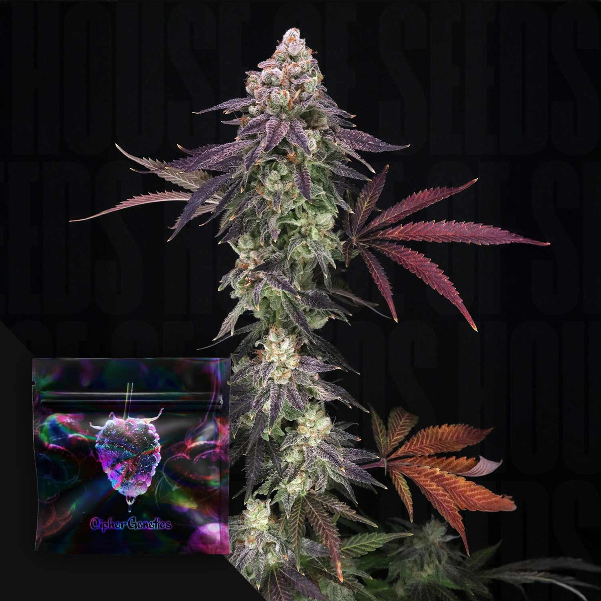 Cipher Genetics - Divine Nectar – 3 Samen
