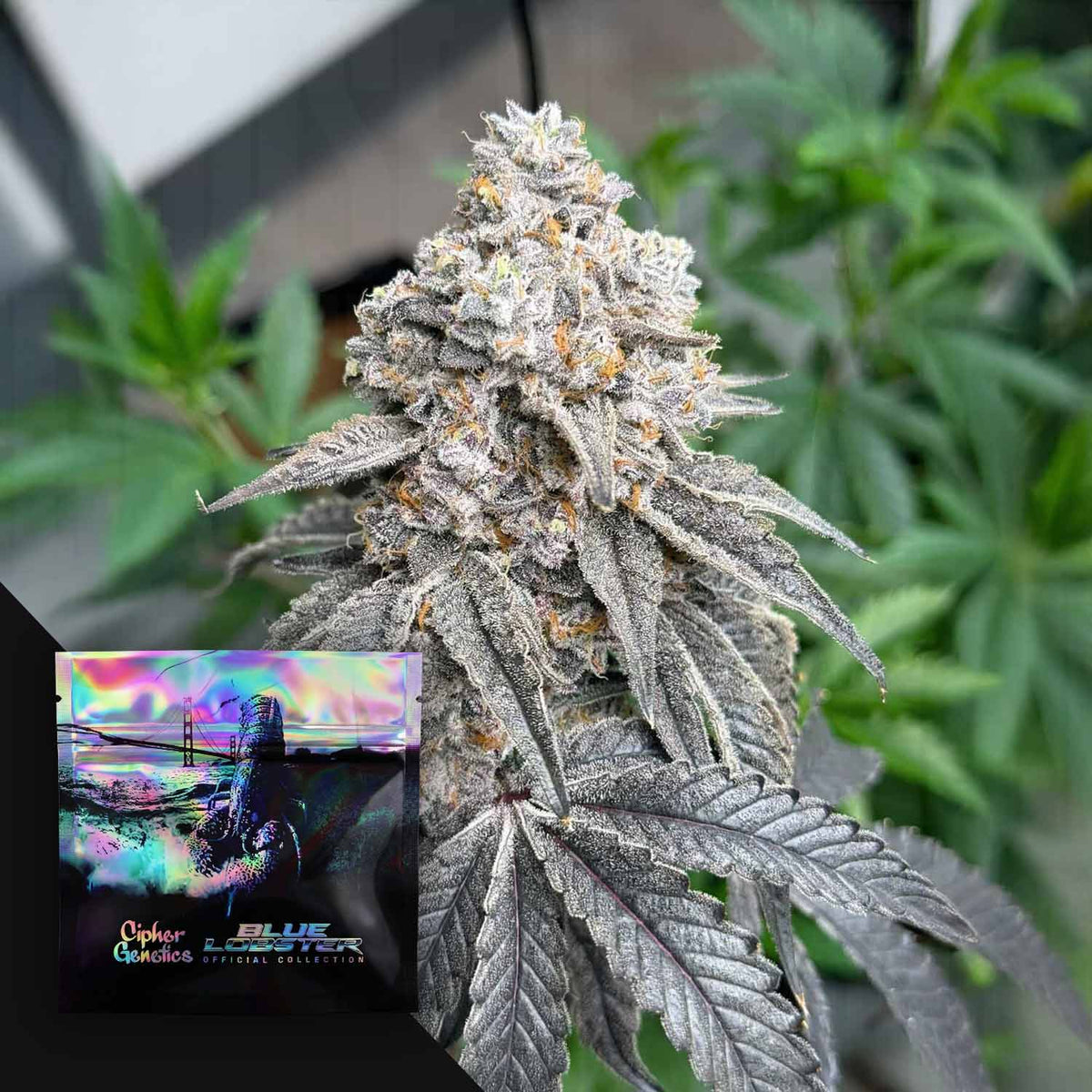 Cipher Genetics - Froot Loot