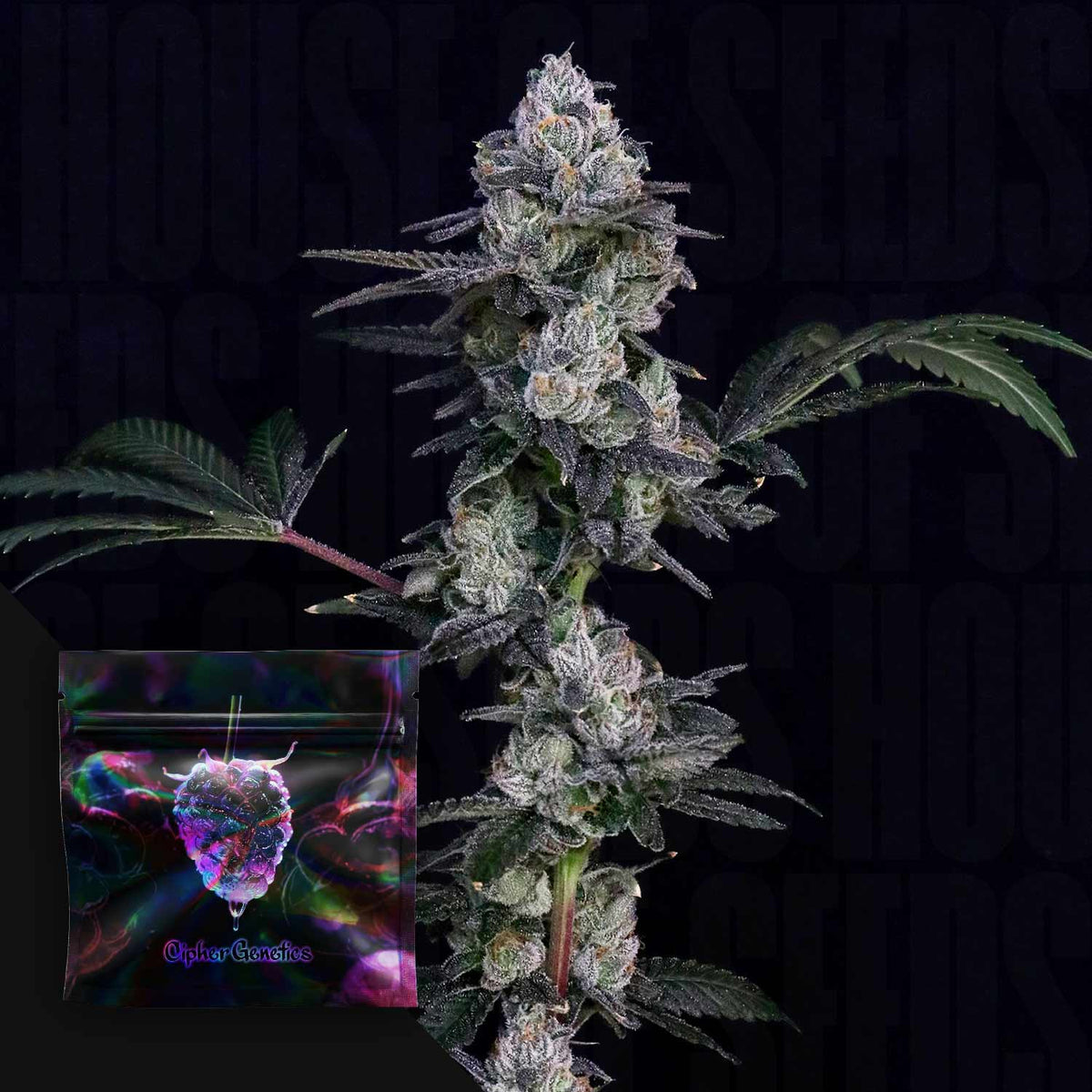 Cipher Genetics - Frozen Yeti