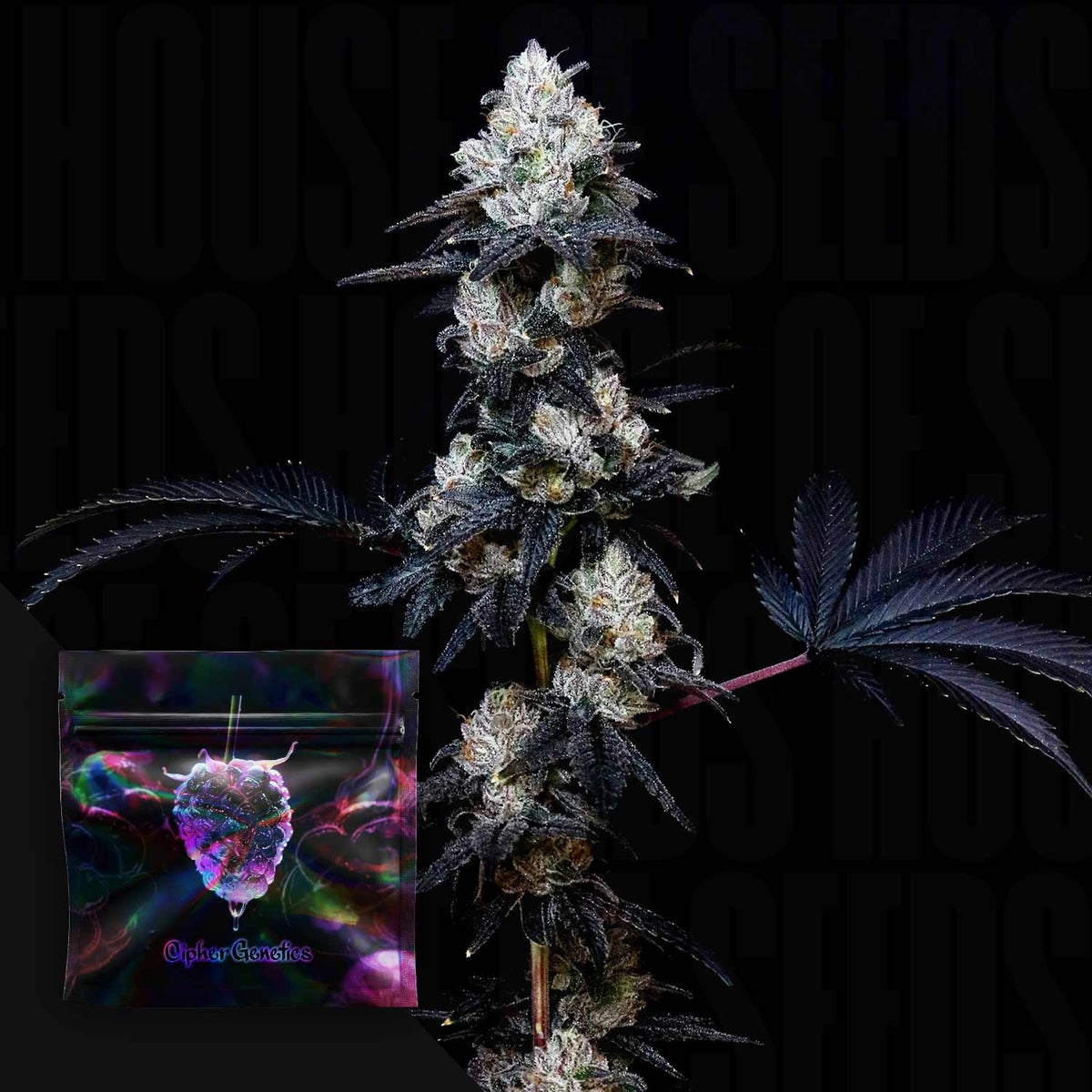Cipher Genetics - Gassy Knolls