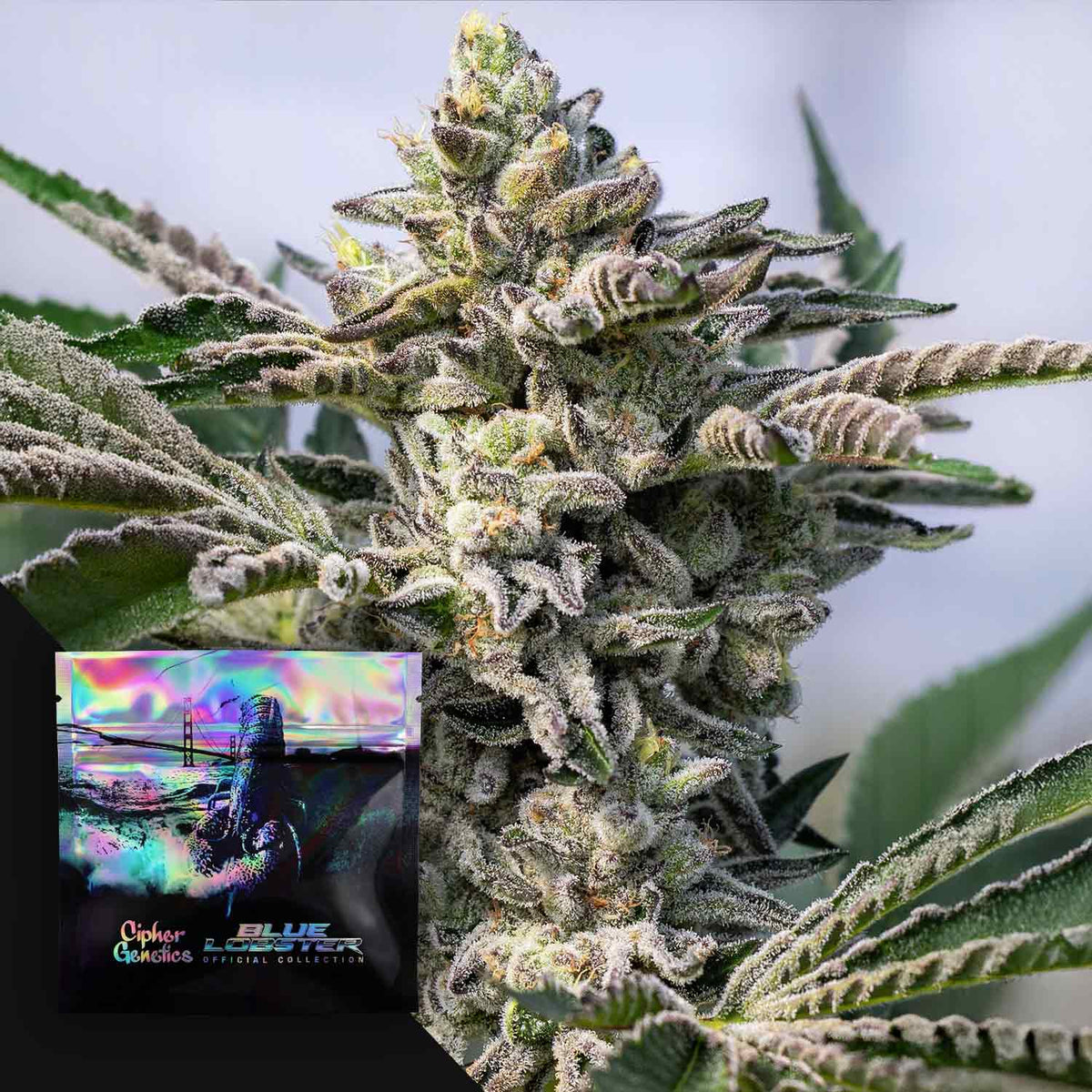 Cipher Genetics - Grape Lobster