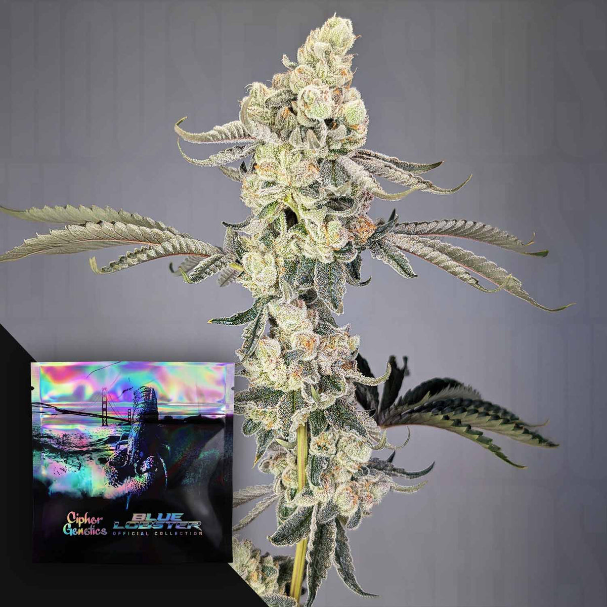 Cipher Genetics - Lobzter