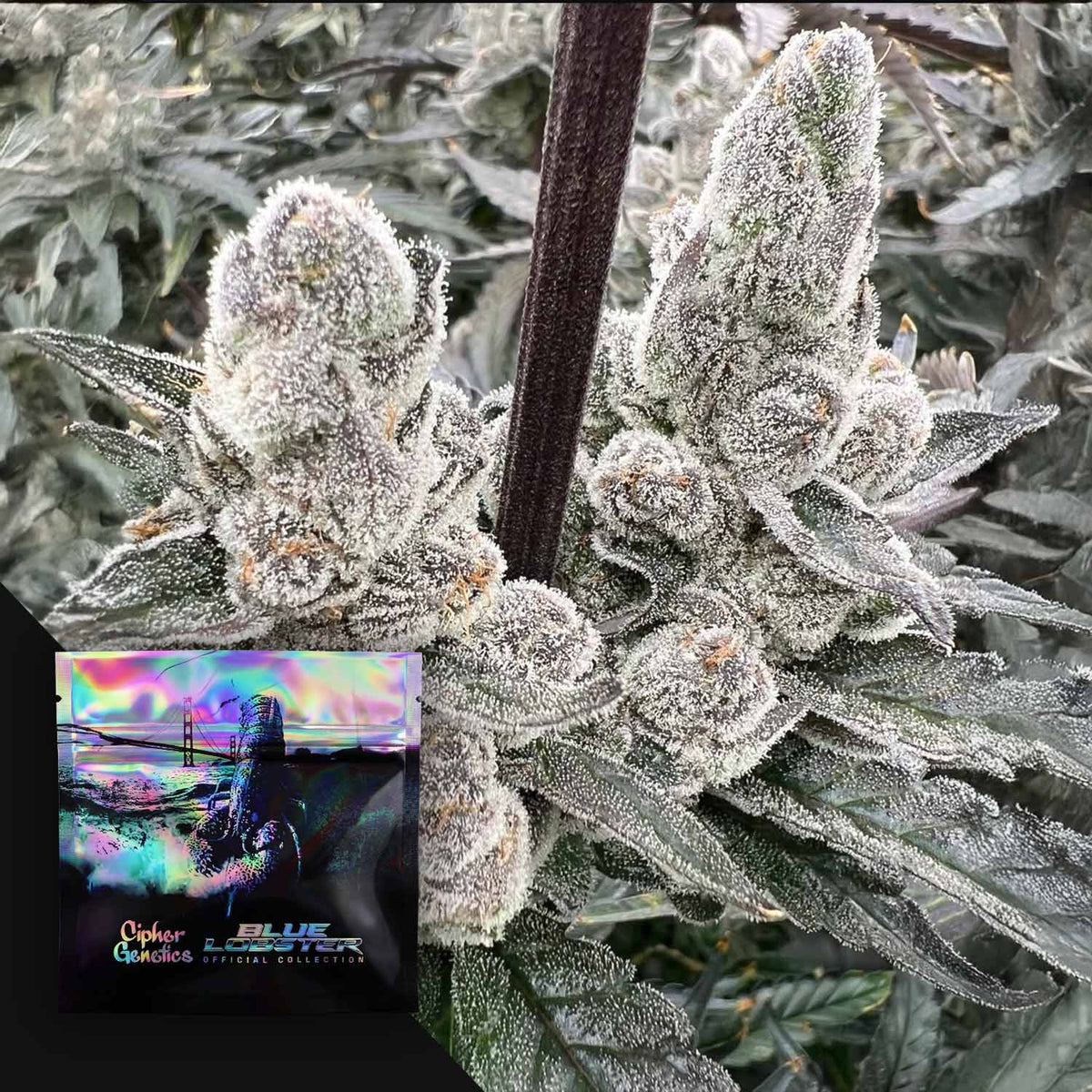 Cipher Genetics - London Lobster