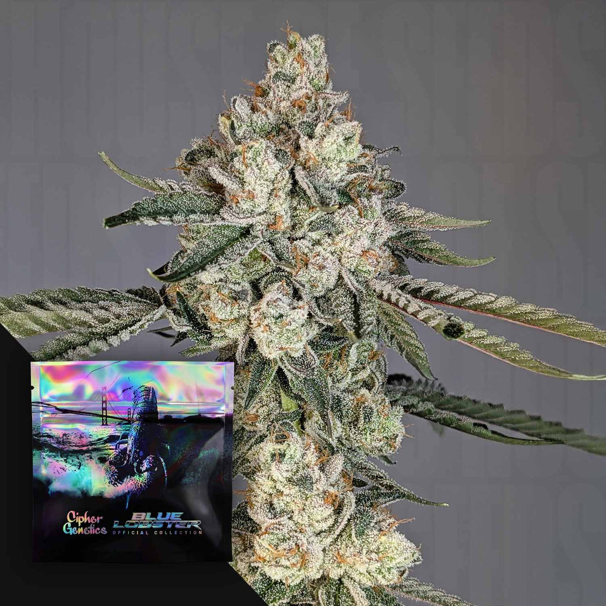 Cipher Genetics - Louis Lobster