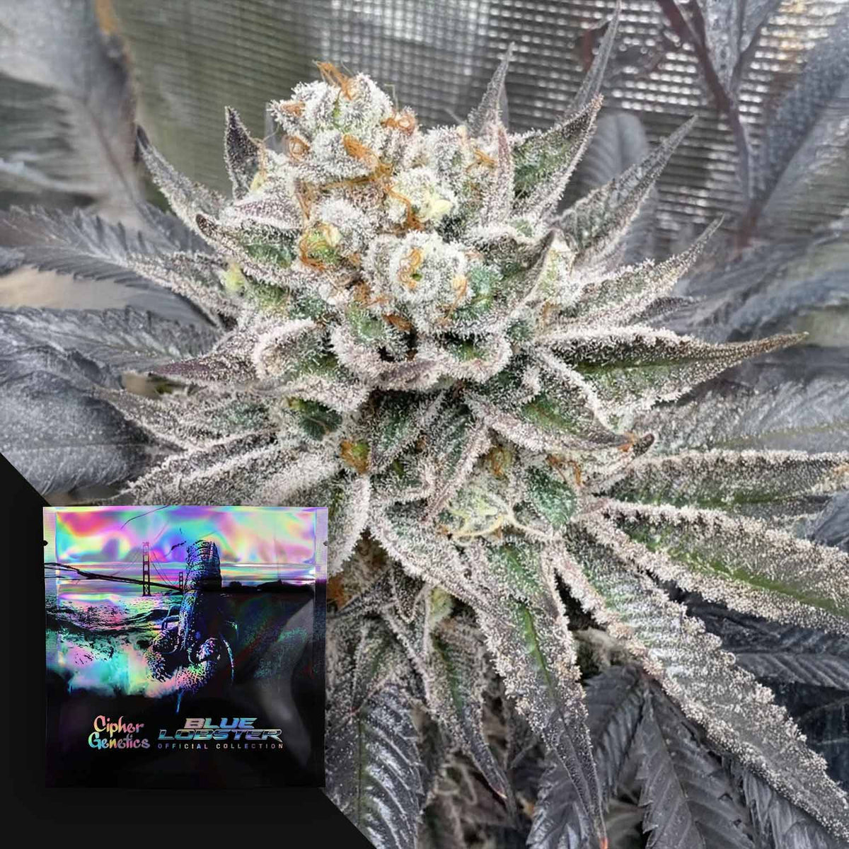 Cipher Genetics - Maui Lobster