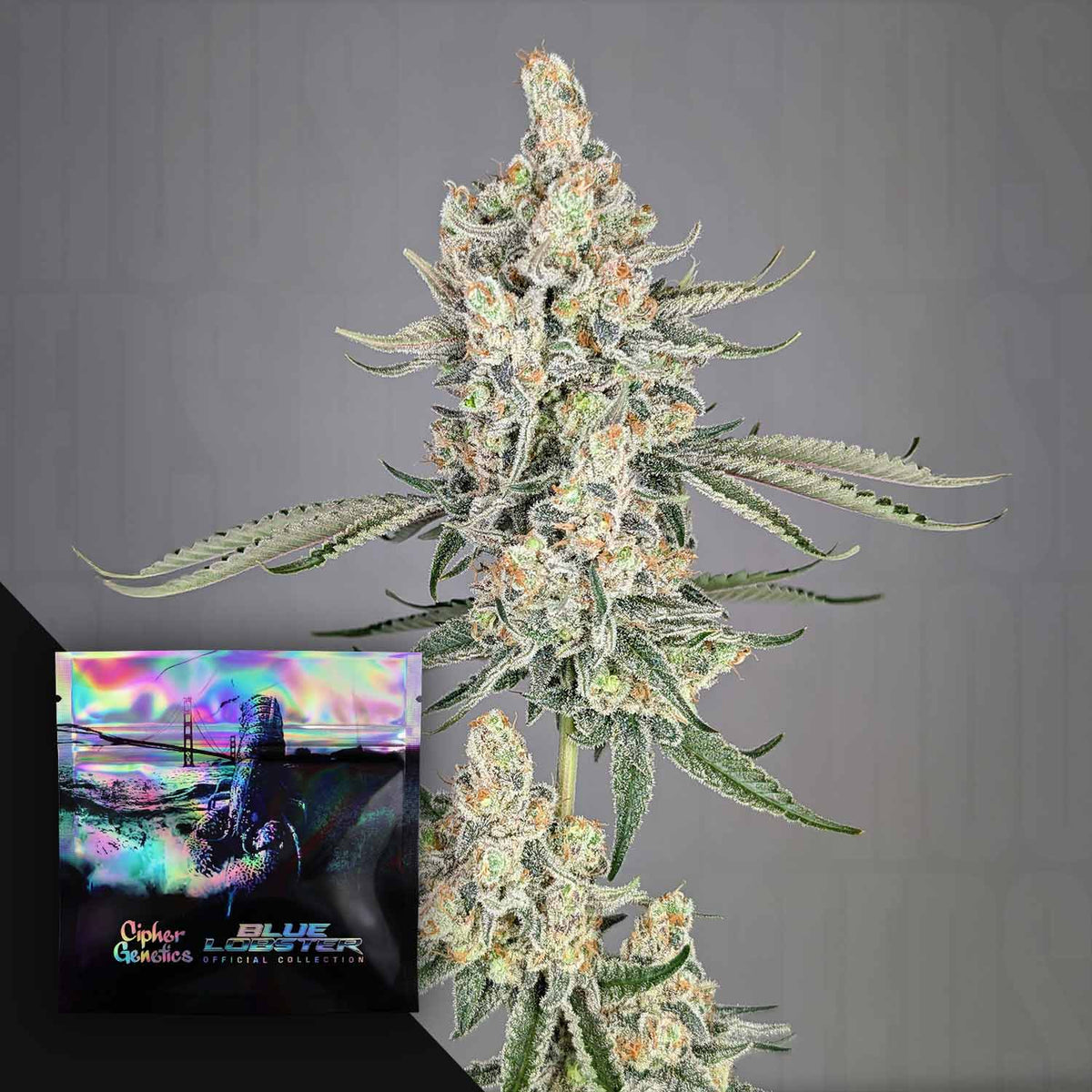 Cipher Genetics - Strawberry Lobster
