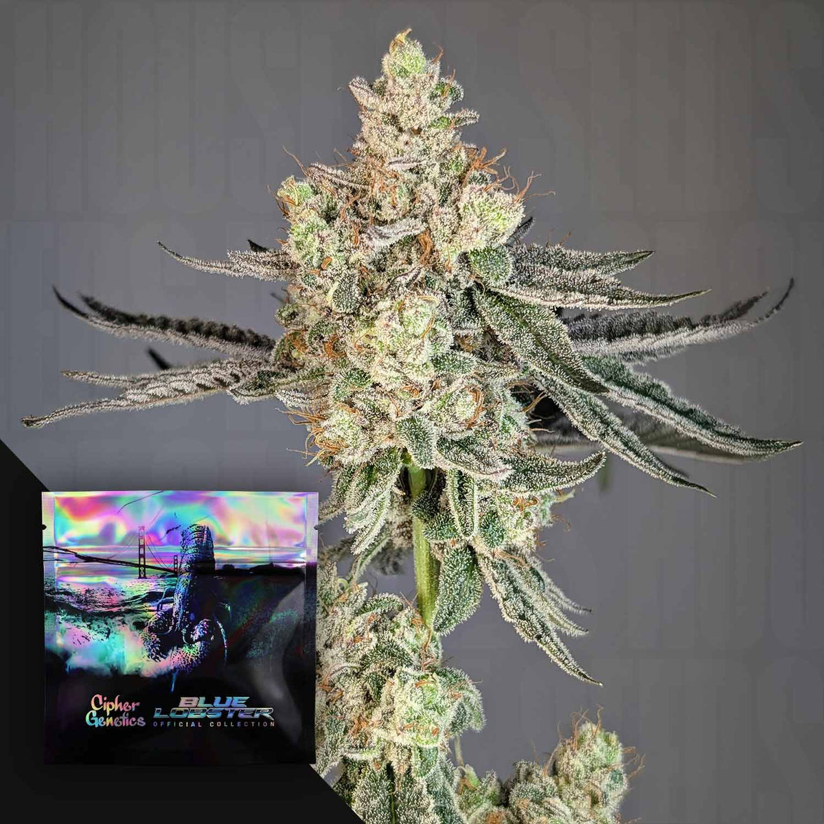 Cipher Genetics - Trapline