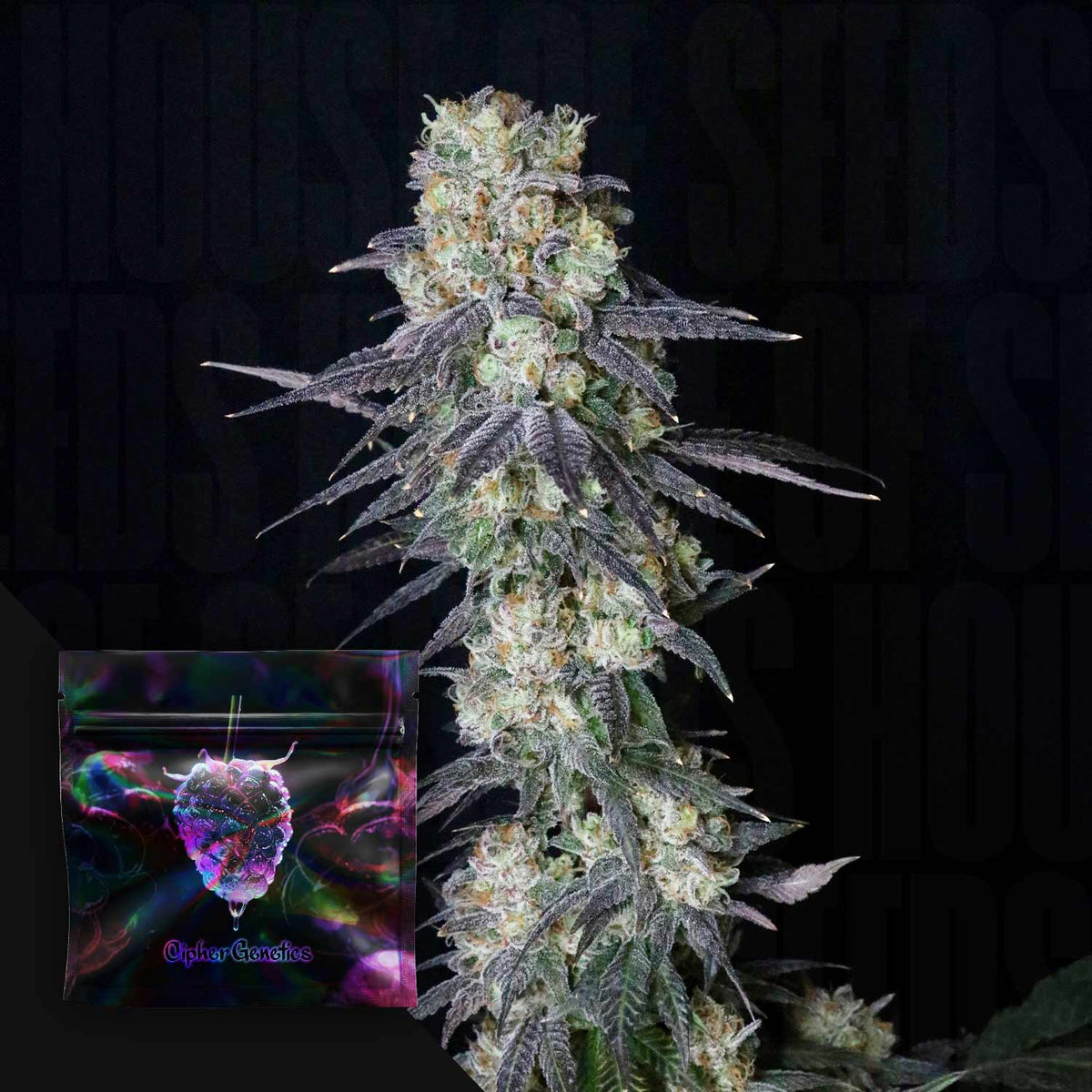 Cipher Genetics - Trippin' Dots