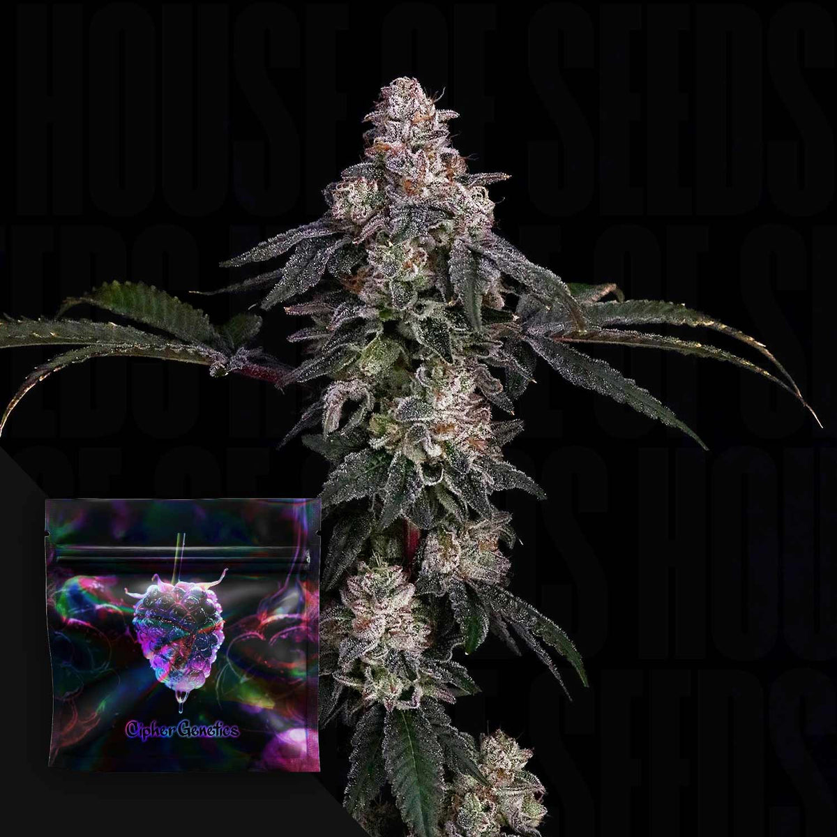 Cipher Genetics - Zerrari