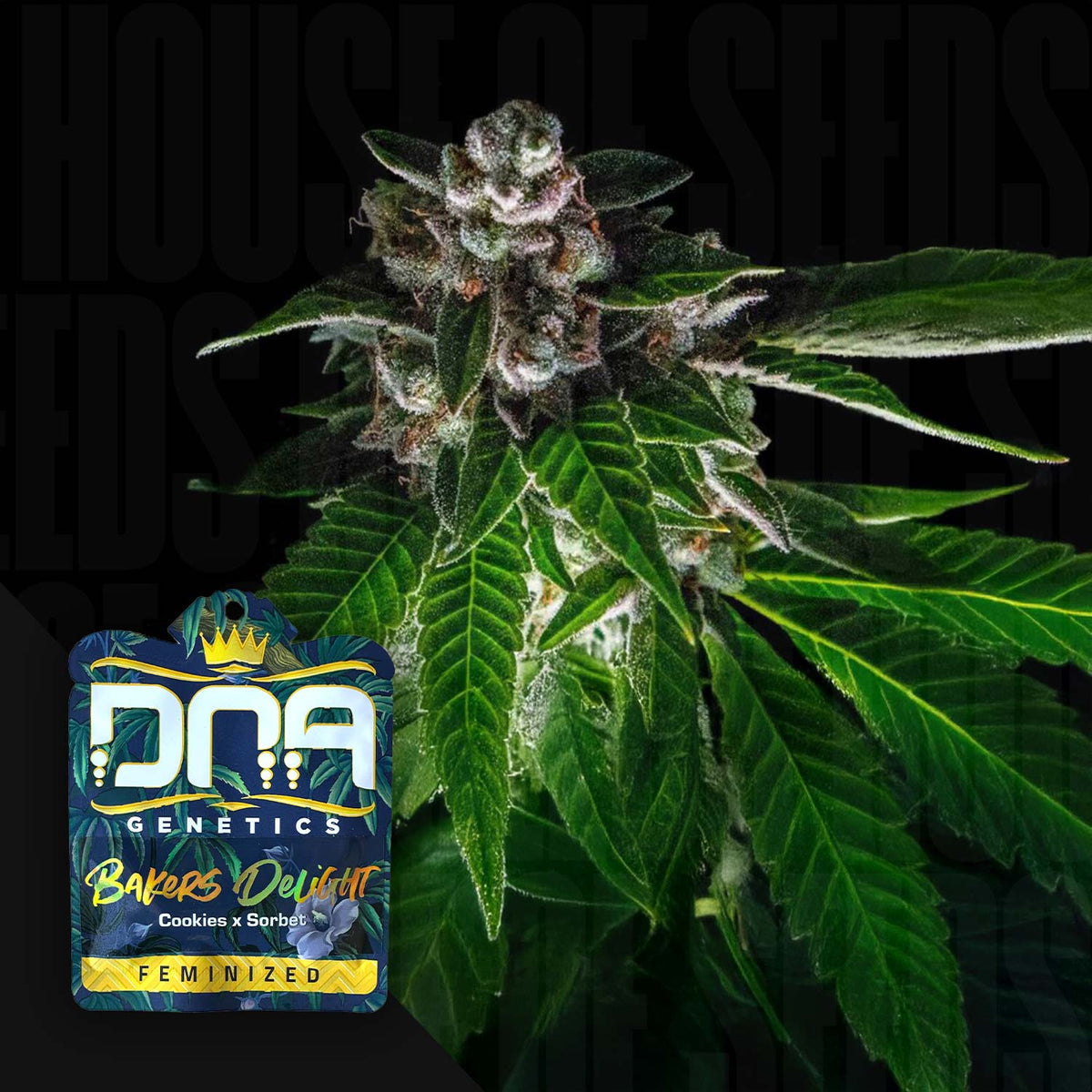 DNA Genetics - Bakers Delight – 3 Samen