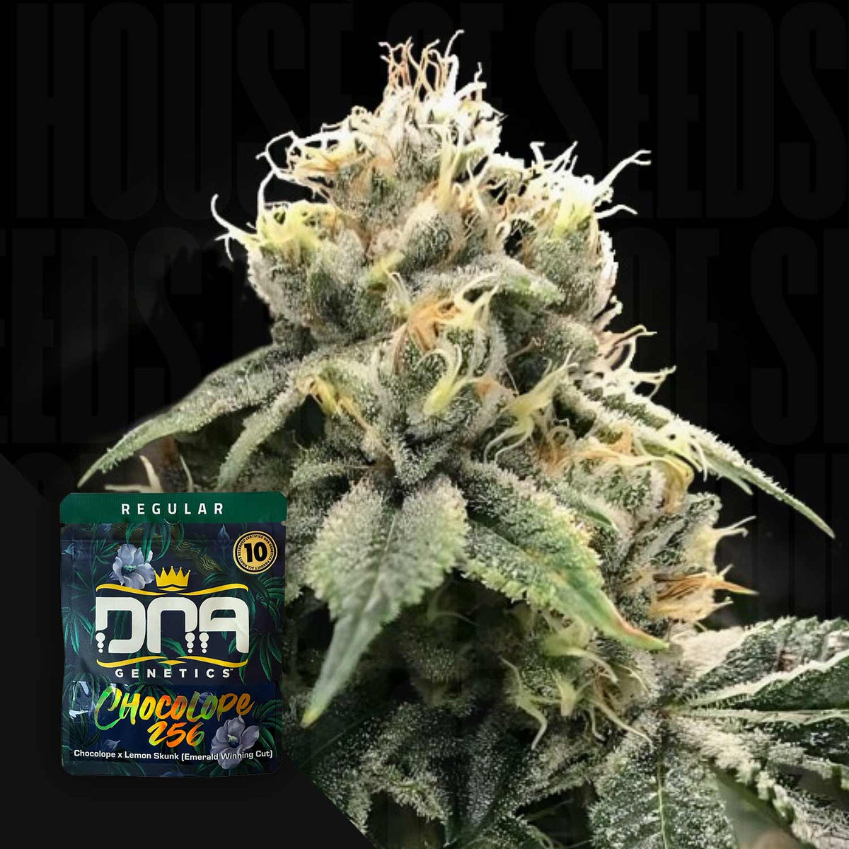 DNA Genetics - Chocolope 256 – 10 Samen