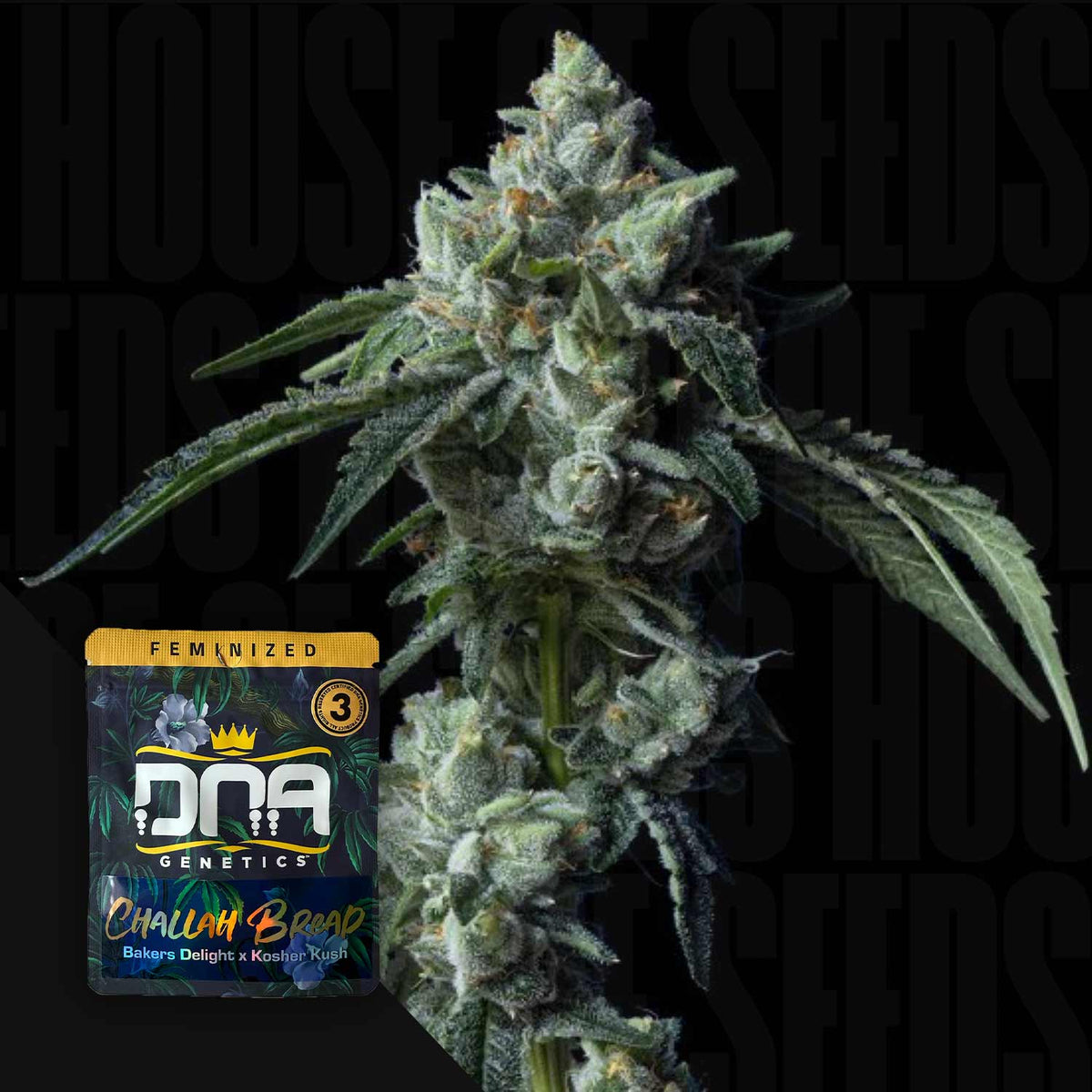 DNA Genetics - Challah Bread – 3 Samen