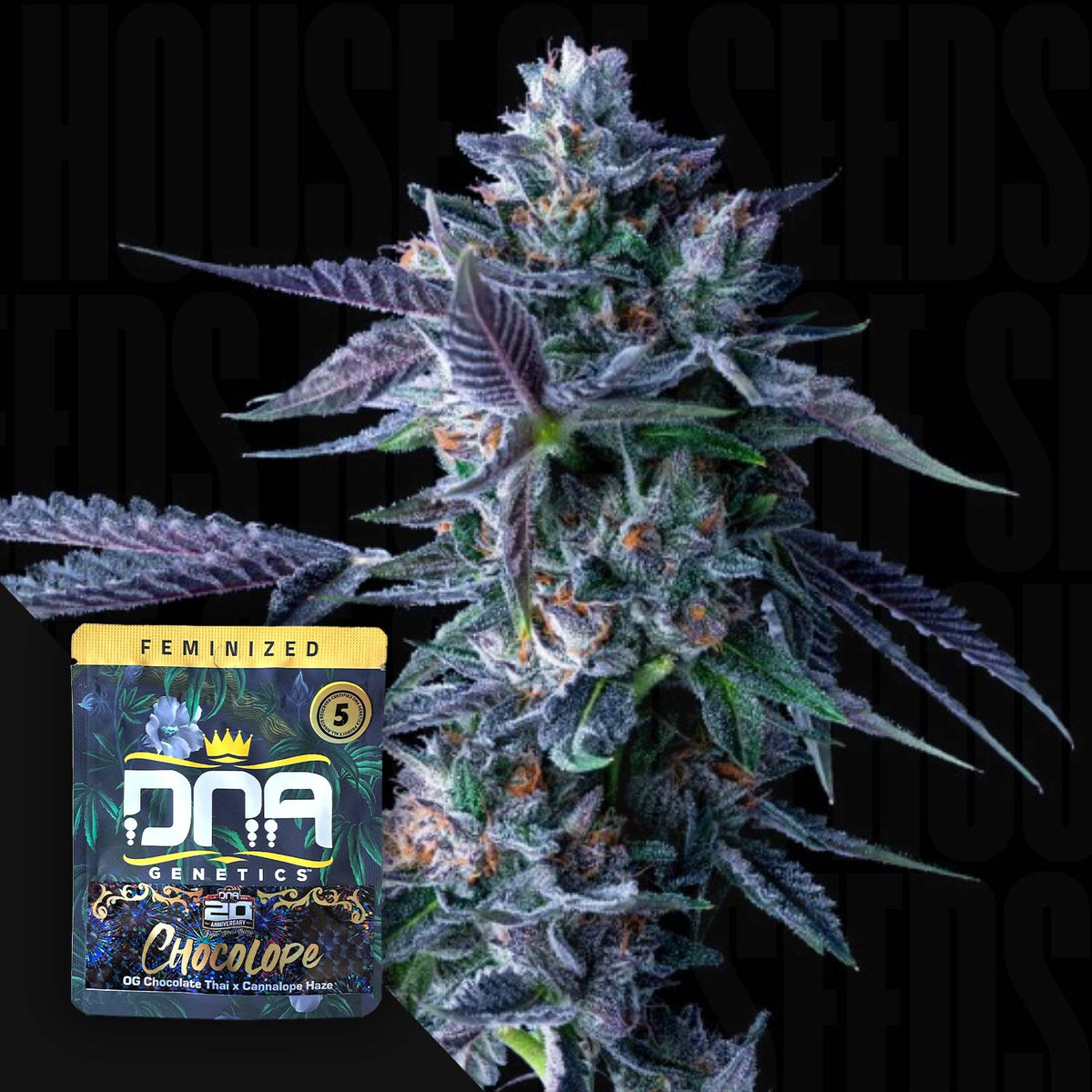 DNA Genetics - Chocolope – 5 Samen