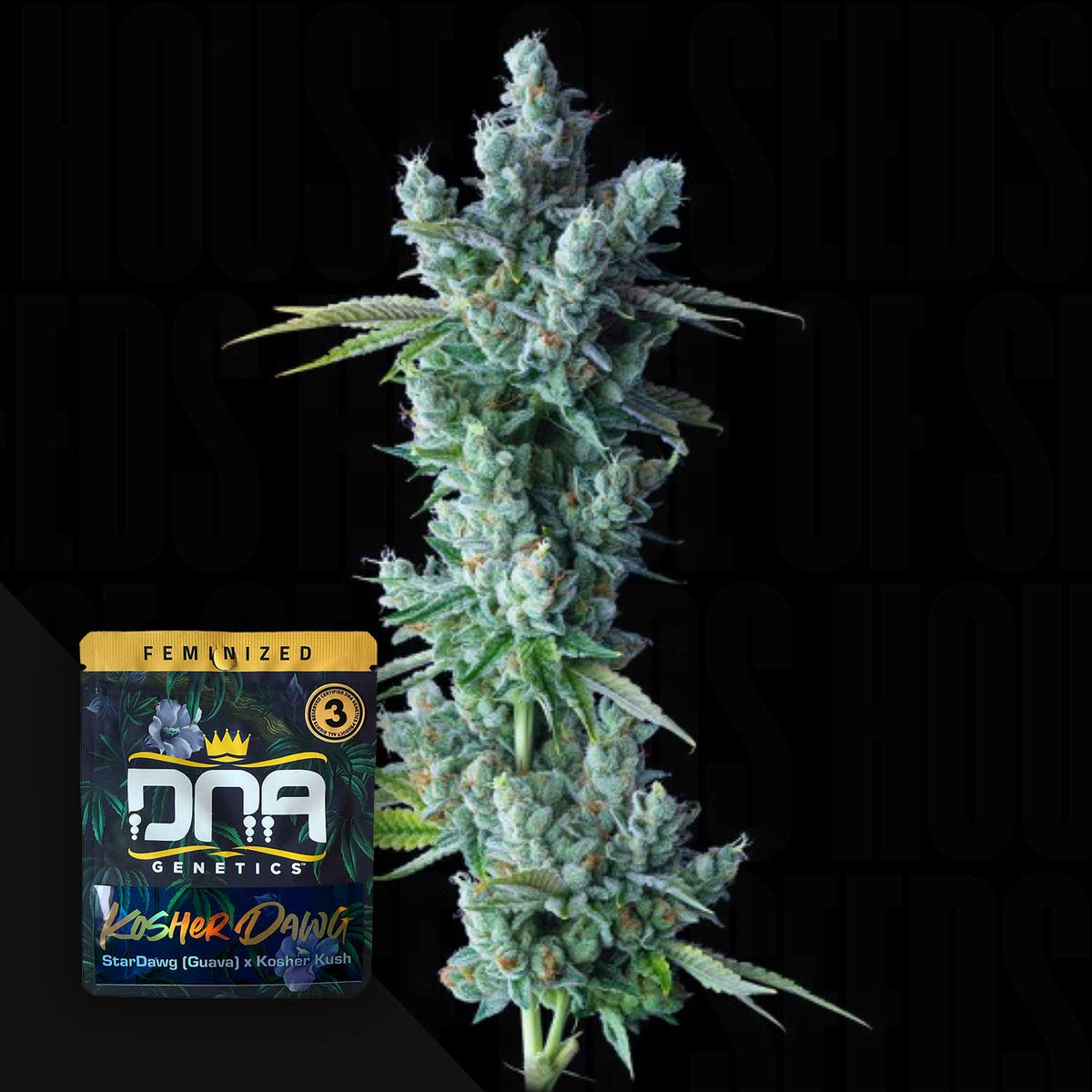 DNA Genetics - Kosher Dawg – 3 Samen
