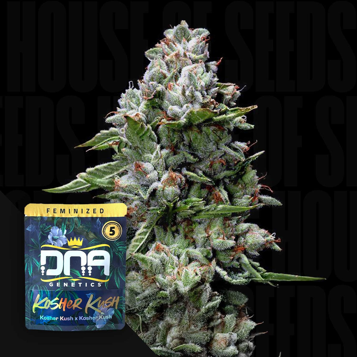 DNA Genetics - Kosher Kush – 5 Samen
