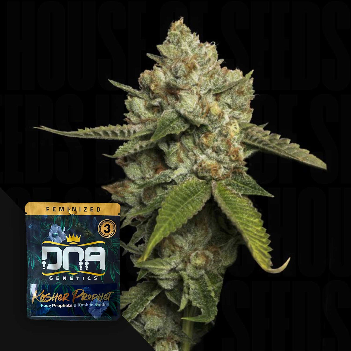 DNA Genetics - Kosher Prophet – 3 Samen