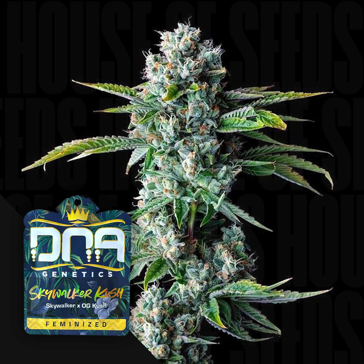 DNA Genetics - Skywalker Kush