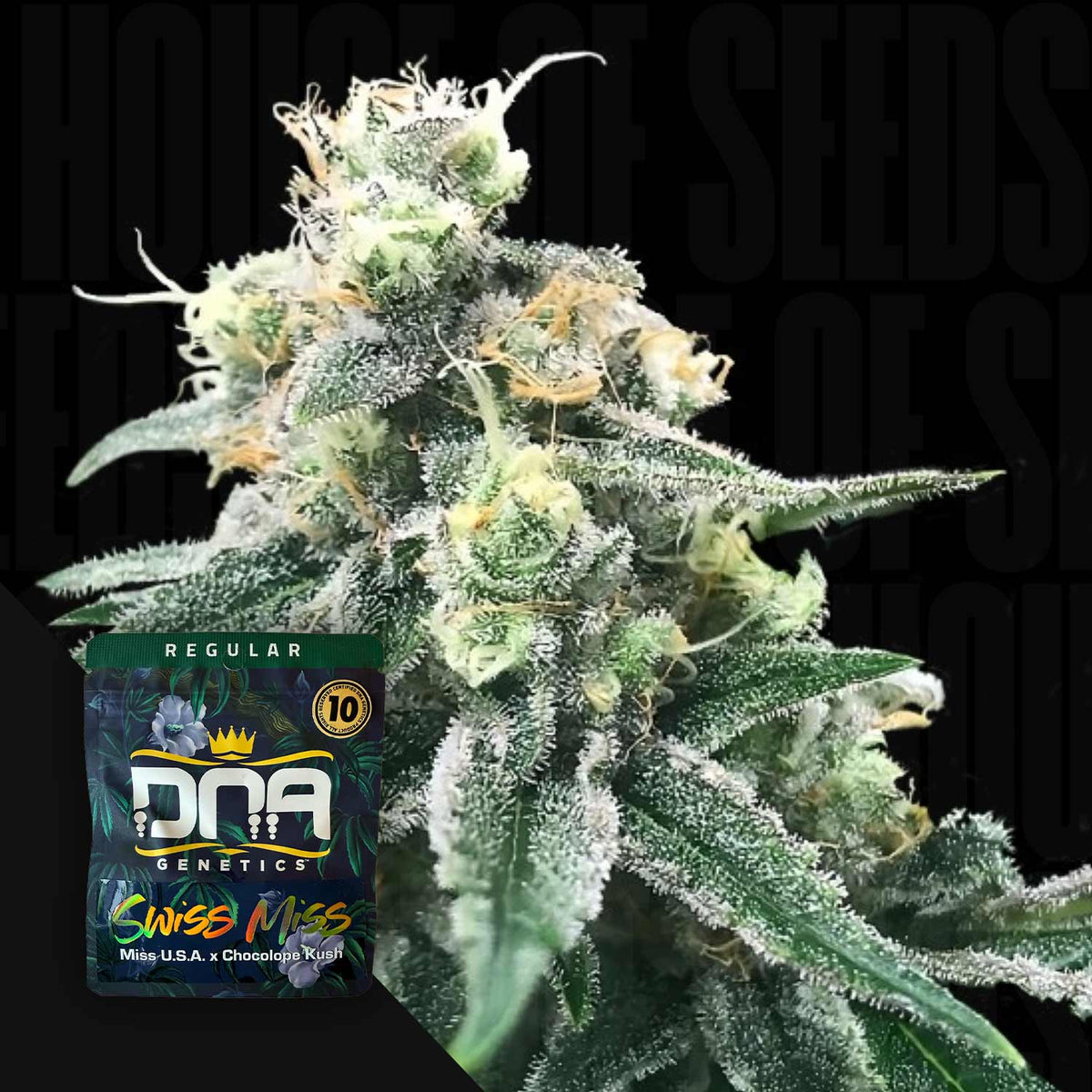 DNA Genetics - Swiss Miss – 10 Samen