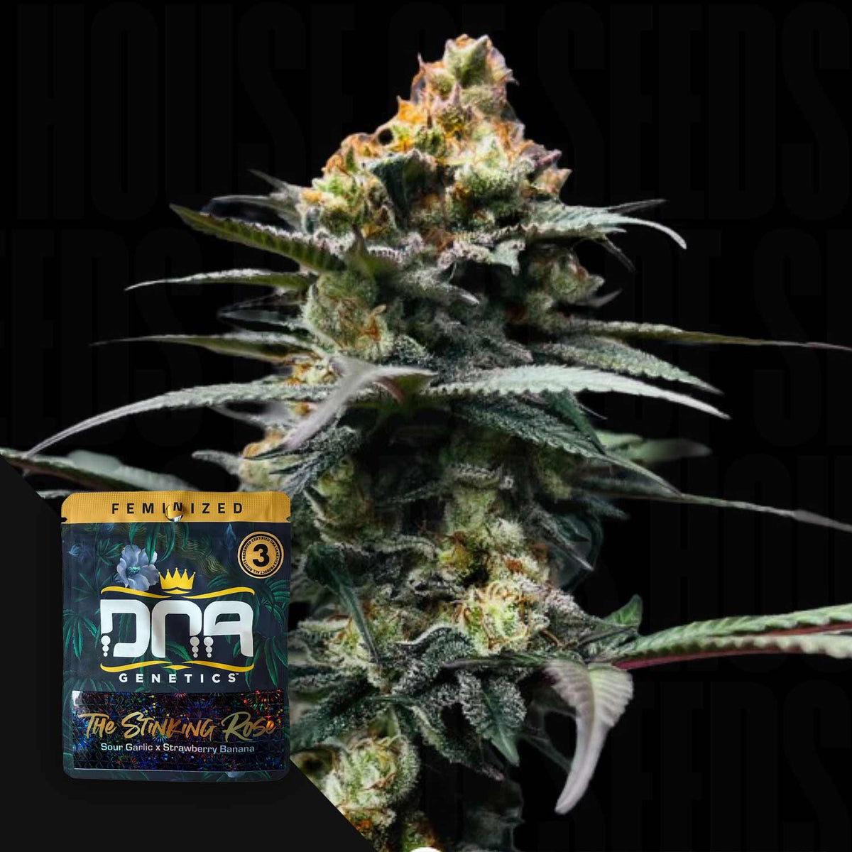 DNA Genetics - The Stinking Rose – 3 Samen