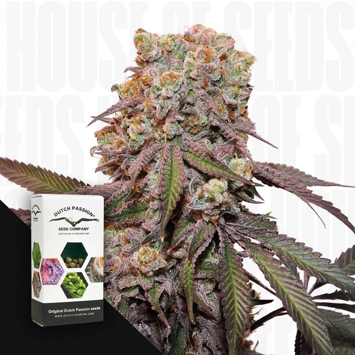 Dutch Passion - Auto Candy Bubatz XL