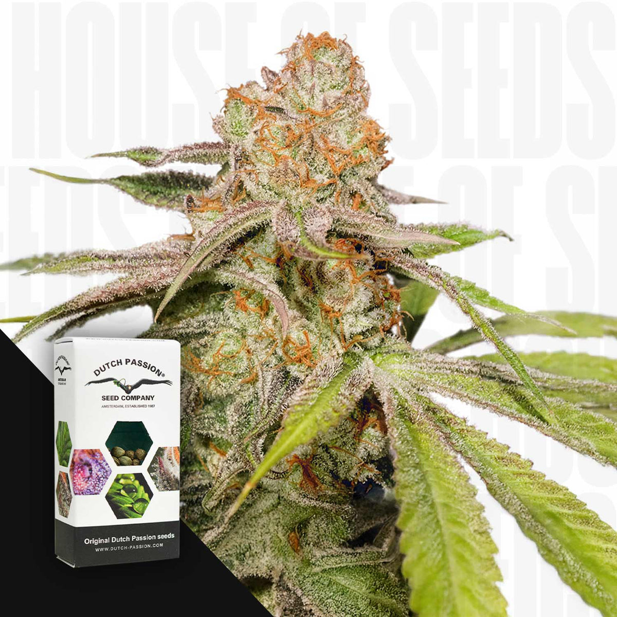 Dutch Passion - Auto Mac #1