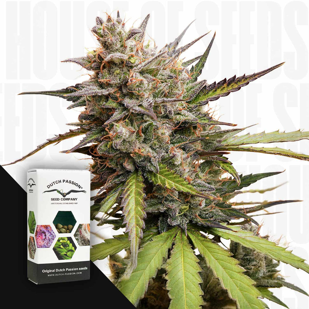 Dutch Passion - Auto Melonade Runtz