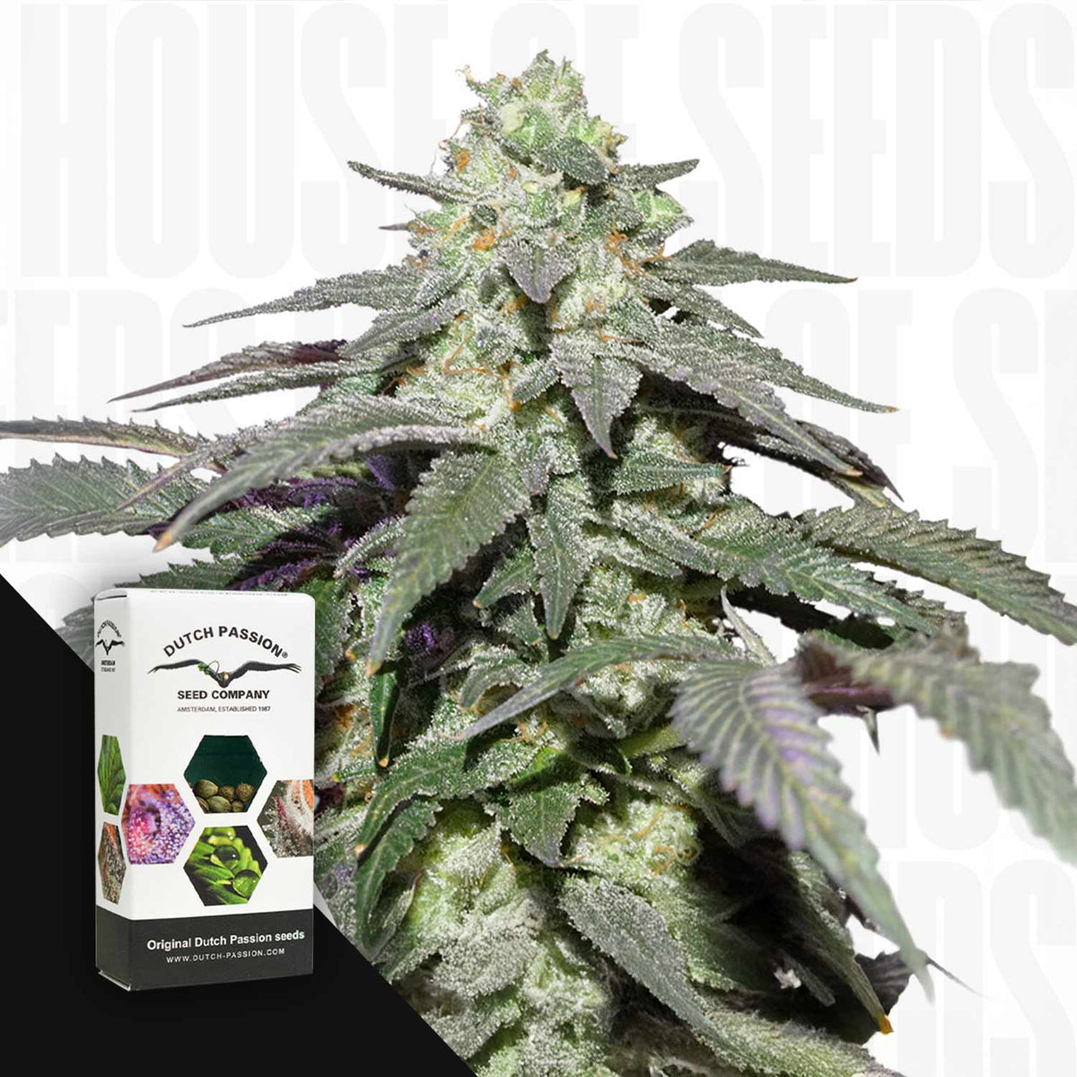 Dutch Passion - Auto Skywalker Haze