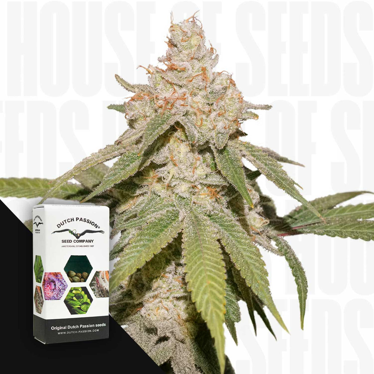 Dutch Passion - Auto SFV OG