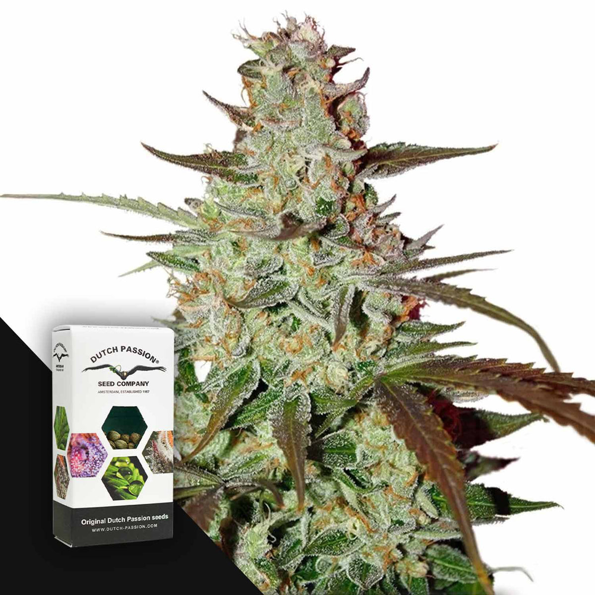 Dutch Passion - Blue Auto Mazar
