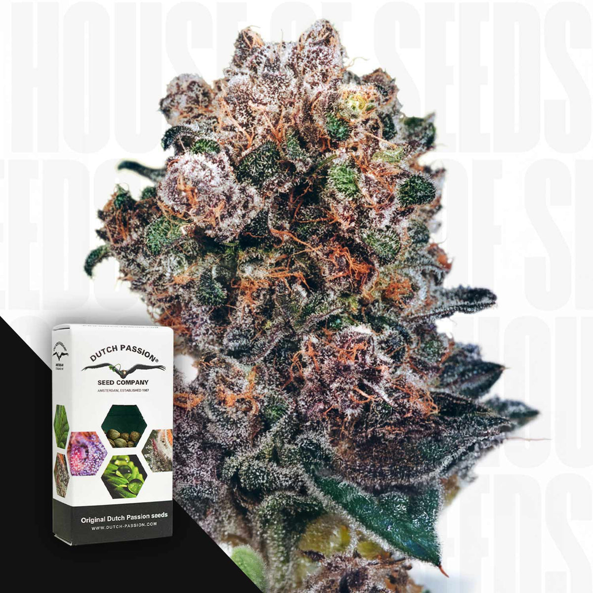 Dutch Passion - Blueberry