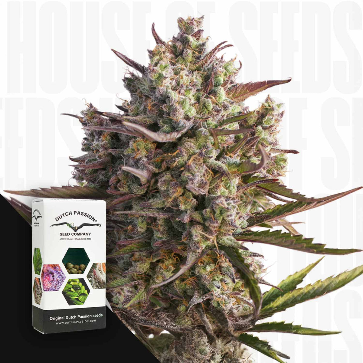 Dutch Passion - Auto Blueberry