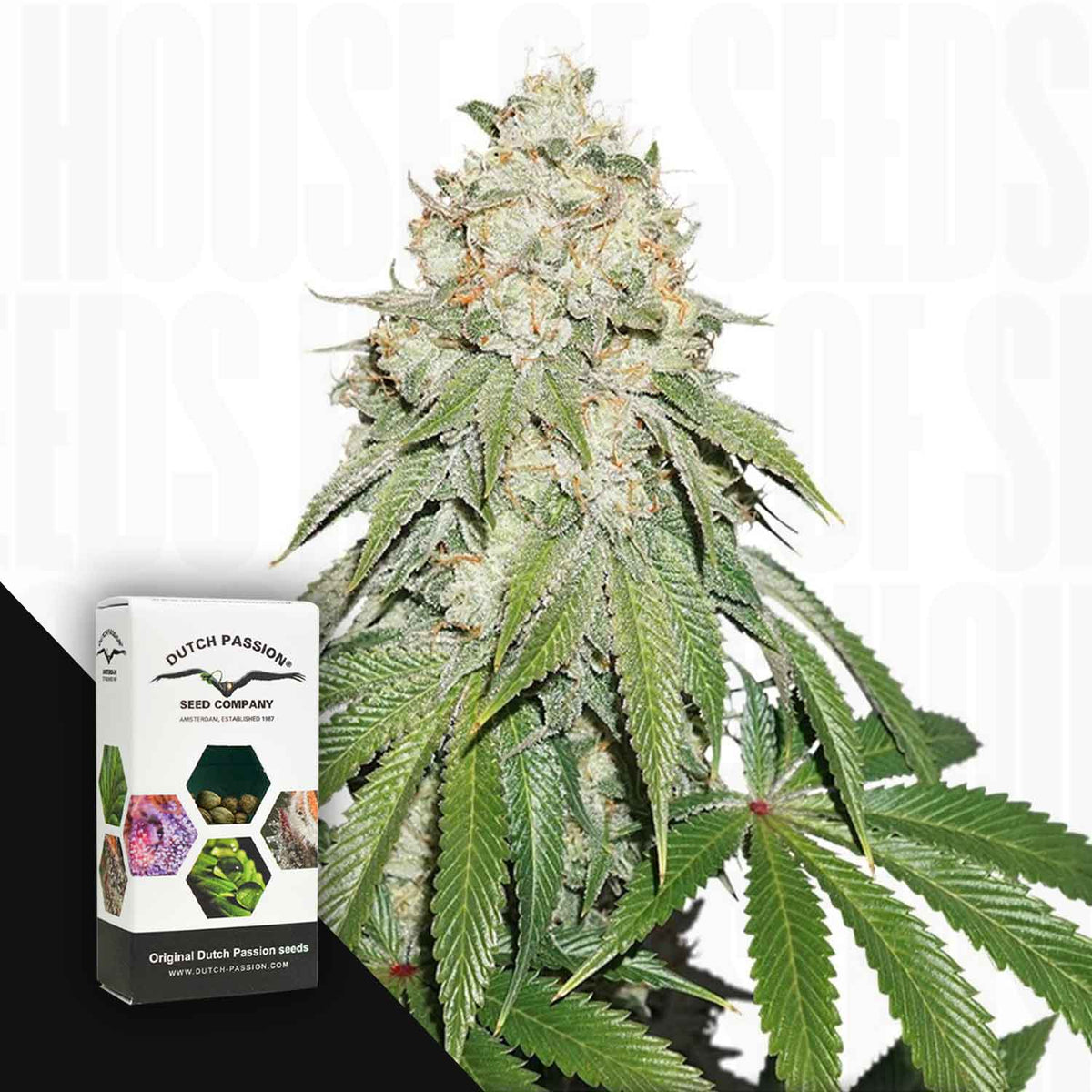 Dutch Passion - Banana Blaze – 3 Samen