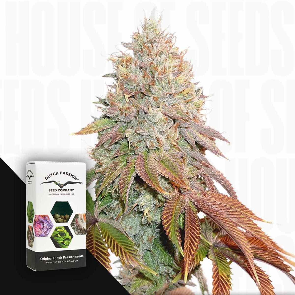 Dutch Passion - Auto Banana Blaze
