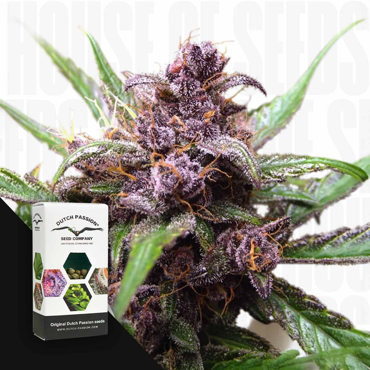 Dutch Passion - Auto Blackberry Kush