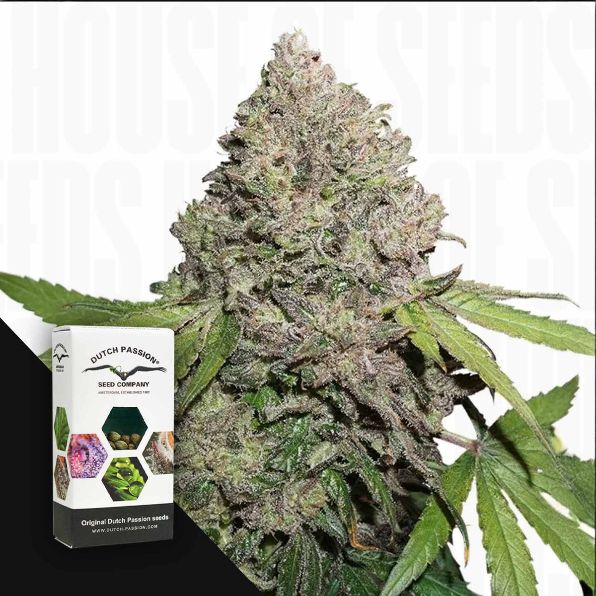 Dutch Passion - CBD Charlotte's Angel – 3 Samen