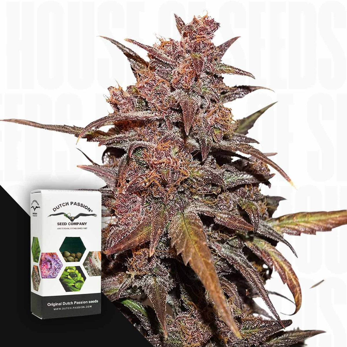 Dutch Passion - CBD Auto Blackberry Kush