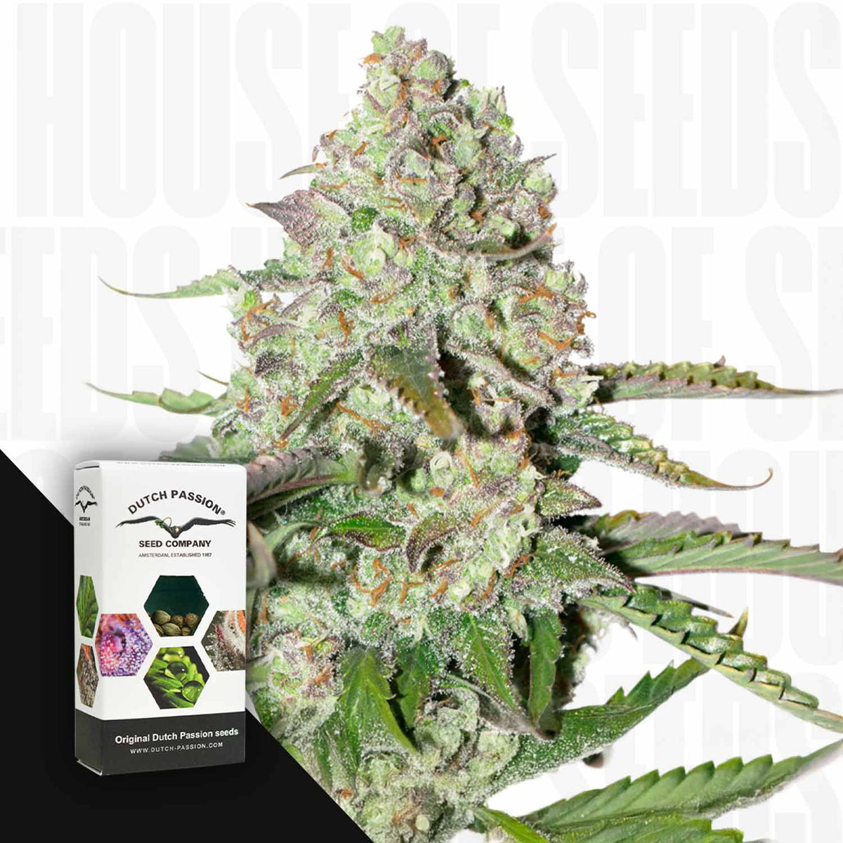 Dutch Passion - Auto Colorado Cookies