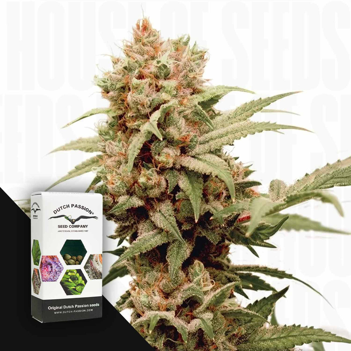 Dutch Passion - CBG-Force – 3 Samen