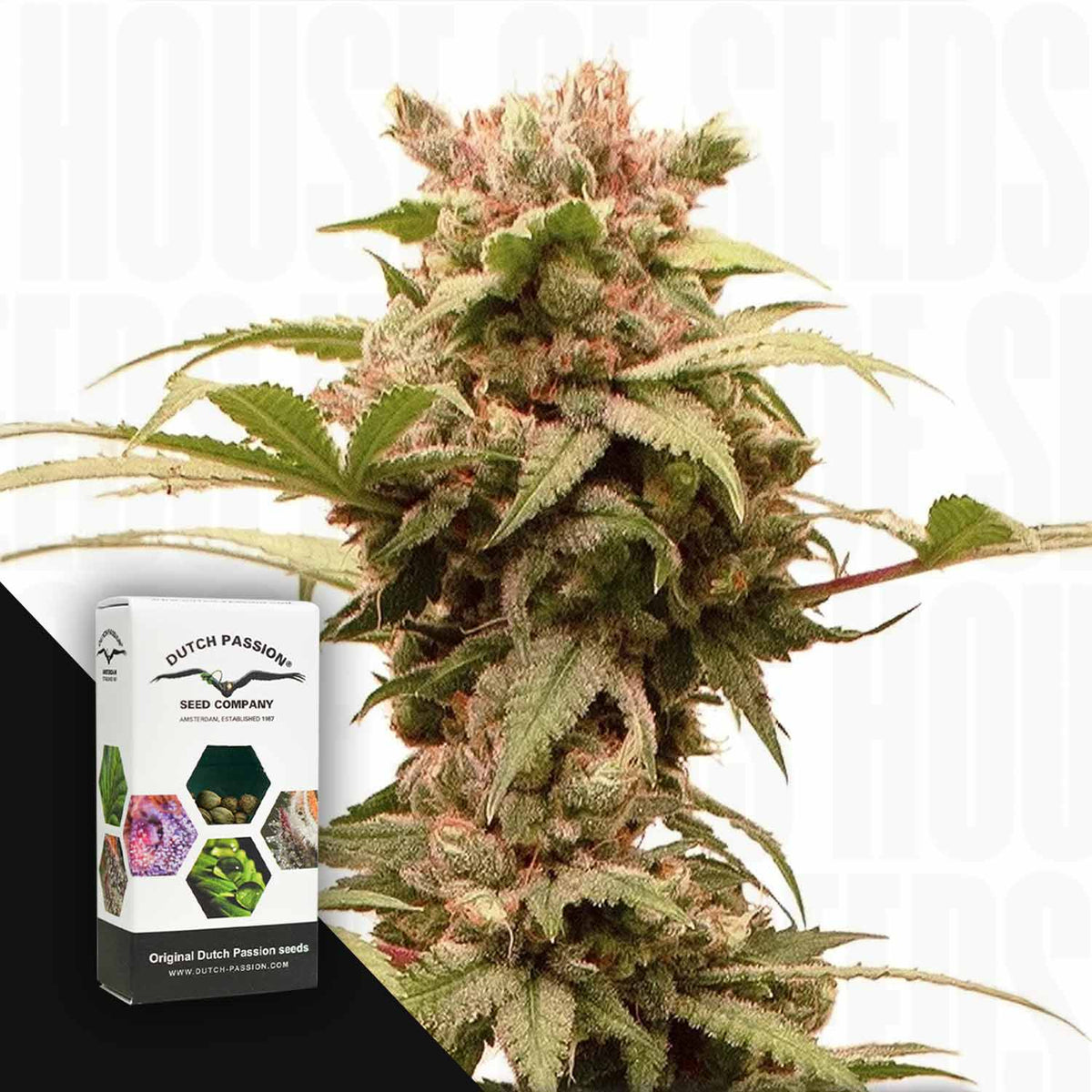 Dutch Passion - Auto CBG-Force