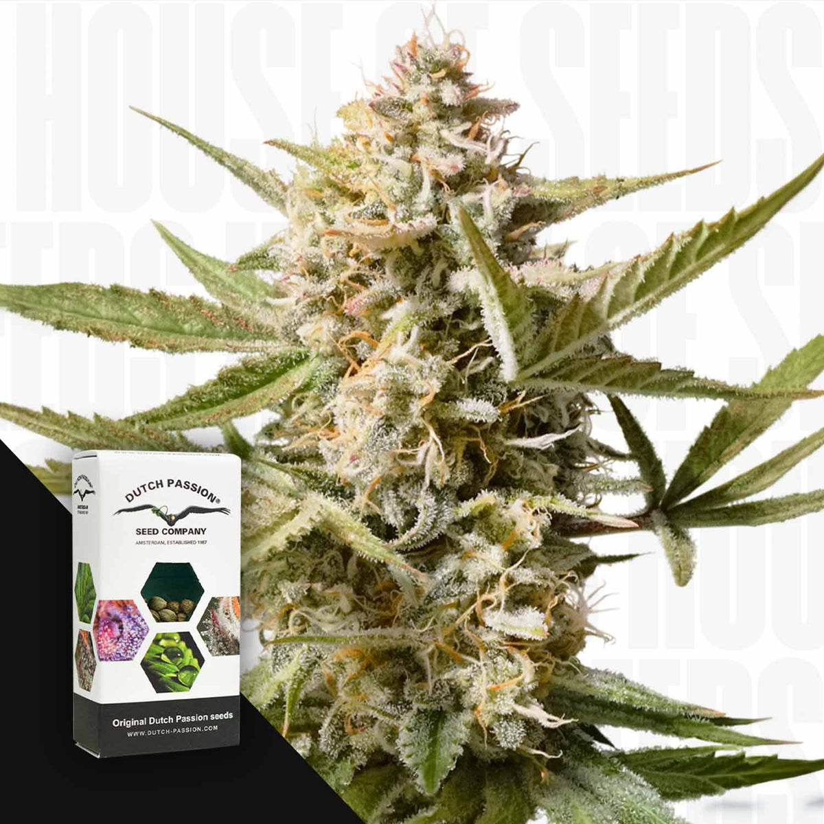 Dutch Passion - Auto Cinderella Jack