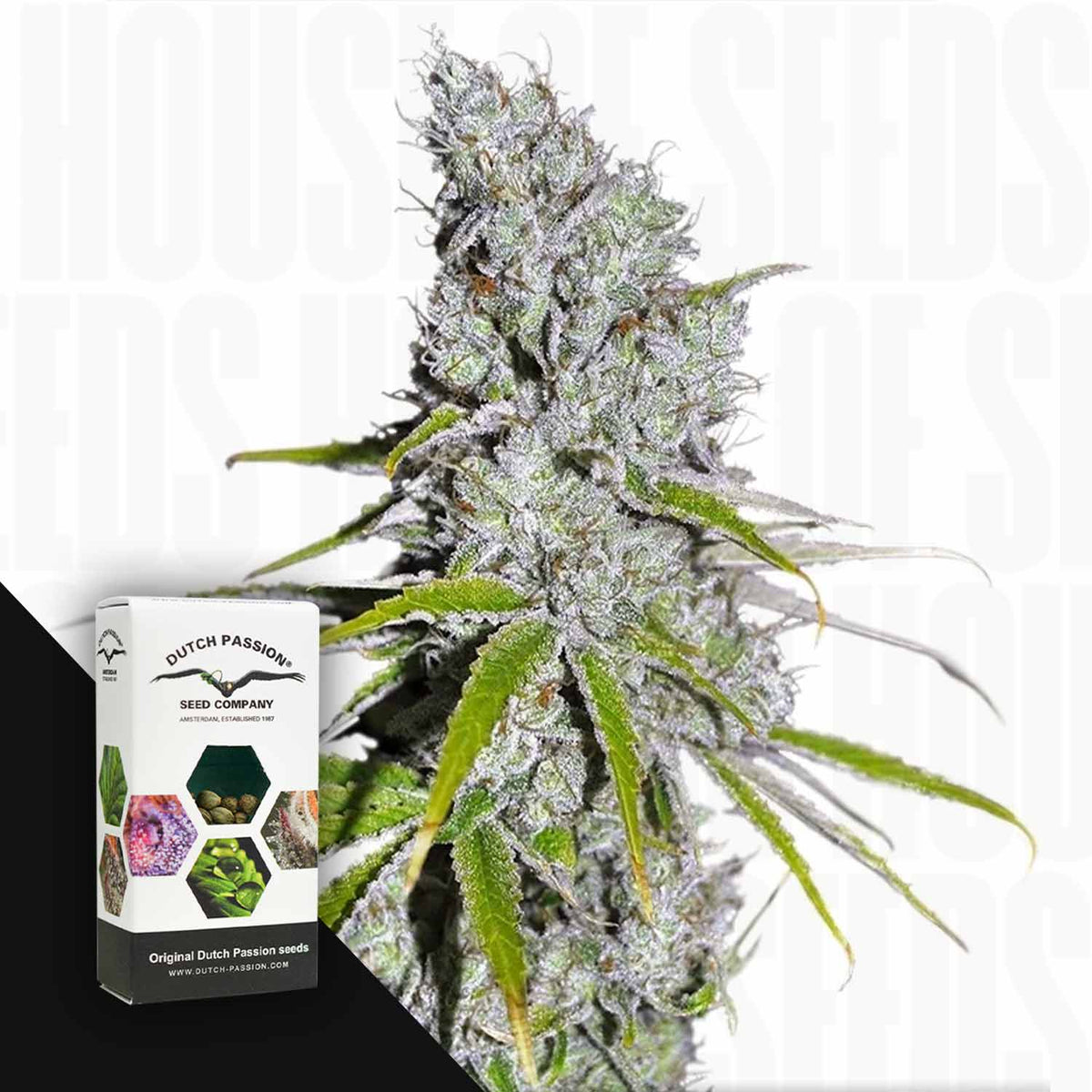 Dutch Passion - CBD Skunk Haze – 3 Samen