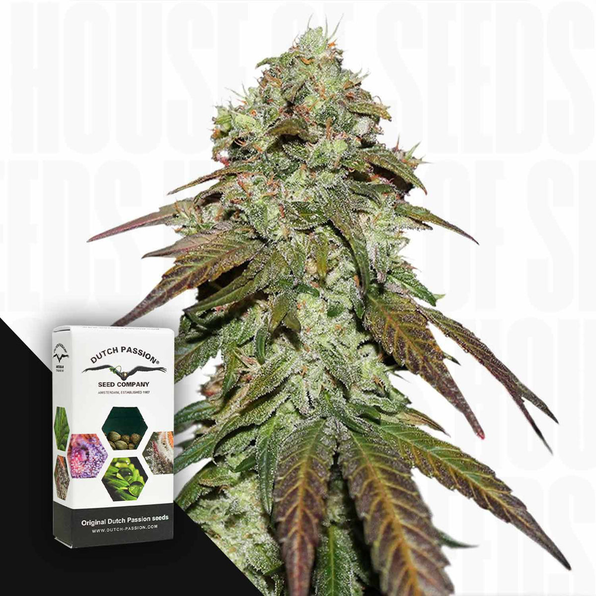 Dutch Passion - CBD Mazar – 3 Samen